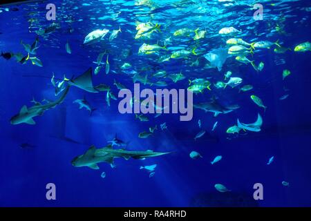 Duze akwarium oceaniczne z wieloma gatunkami ryb w oceanarium zoologicznym Large scale sealife oceanarium with many species of underwater animals in a zoological aquarium Stock Photo