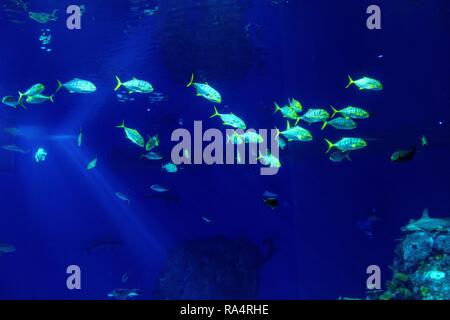 Duze akwarium oceaniczne z wieloma gatunkami ryb w oceanarium zoologicznym Large scale sealife oceanarium with many species of underwater animals in a zoological aquarium Stock Photo