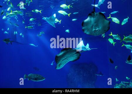 Duze akwarium oceaniczne z wieloma gatunkami ryb w oceanarium zoologicznym Large scale sealife oceanarium with many species of underwater animals in a zoological aquarium Stock Photo