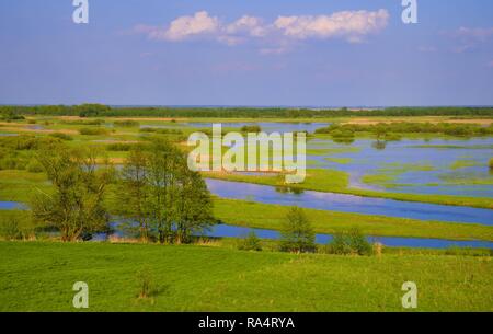 Panoramic view of wetlands covered with early spring green grass and woods in Biebrza River wildlife refuge in north-eastern Poland. Stock Photo