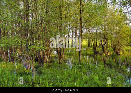 Panoramic view of wetlands covered with early spring green grass and woods in Biebrza River wildlife refuge in north-eastern Poland. Stock Photo