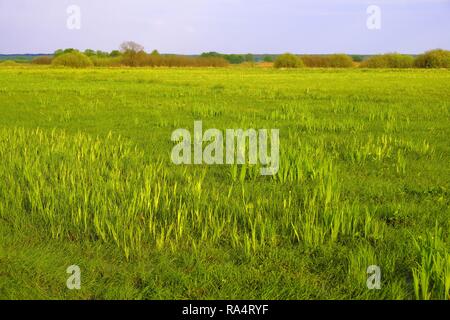 Panoramic view of wetlands covered with early spring green grass and woods in Biebrza River wildlife refuge in north-eastern Poland. Stock Photo