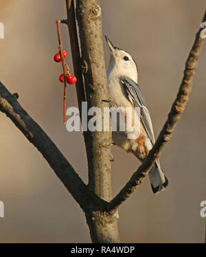 White-Breasted Nuthatch Perched on Branch Stock Photo