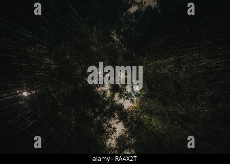 Dark bamboo forest from below, with sky barely visible between foliage Stock Photo