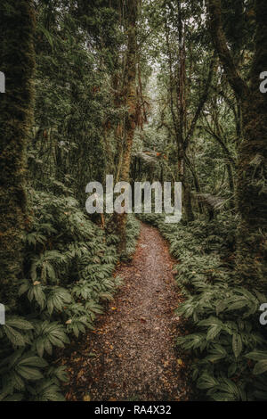 Empty walkway trail in tropical forest among green fern leaves, trees with moss and lianas, viewed from high angle Stock Photo