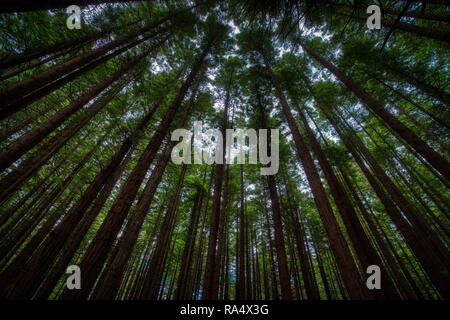 High trunks of trees from low angle in redwood forest, with sky barely seen behind green foliage canopy Stock Photo