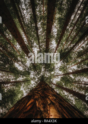 Vertical high tree trunk with red bark from below and low angle in redwood forest Stock Photo