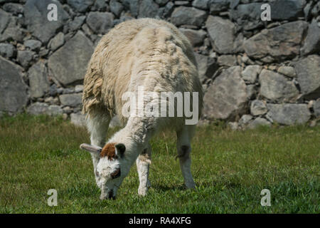Llama grazing on green grass in front of a dry-stone wall at Machu Picchu, Peru Stock Photo
