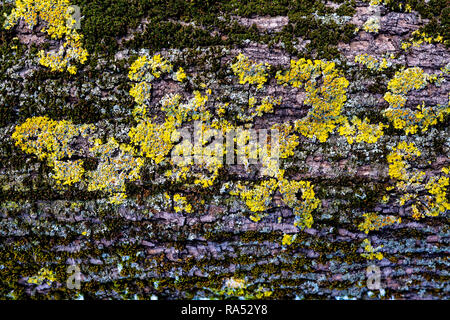 Pine tree trunk with yellow moss fungus. Abstract wood ...