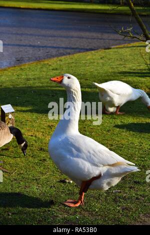 A domestic white goose standing on the grass in the sunlight. Other geese and a pond in the background. Stock Photo