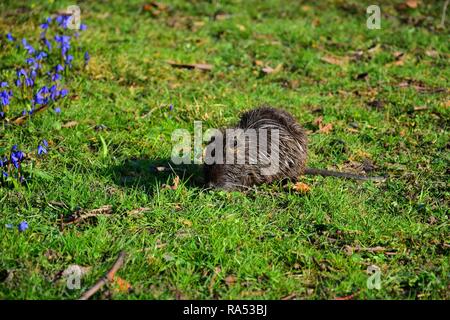 A young nutria sitting in the grass, eating grass. Lilac flowers on the left side. Stock Photo