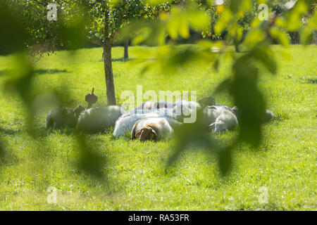 sheeps of willow  Schafherde  flock of sheep  sheep of willow;Schafe auf der Weide