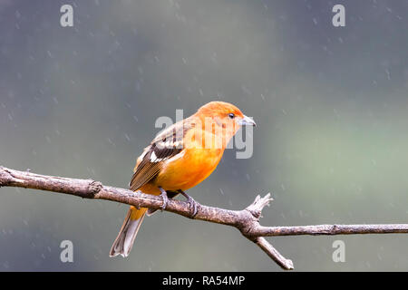 Flame colored tanager, Costa Rica Stock Photo