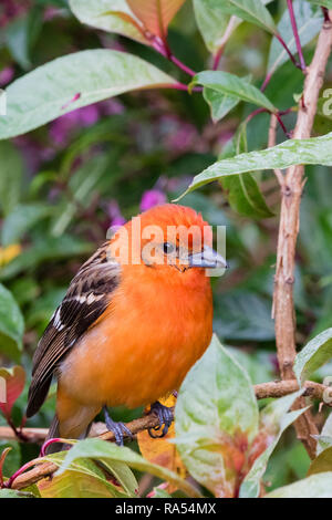 Flame colored tanager, Costa Rica Stock Photo