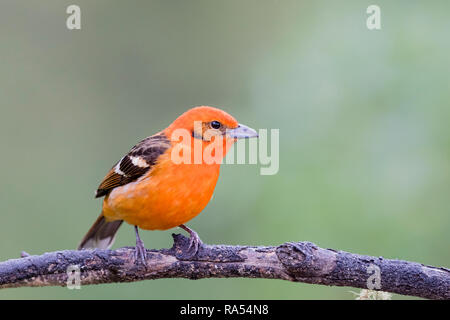 Flame colored tanager, Costa Rica Stock Photo