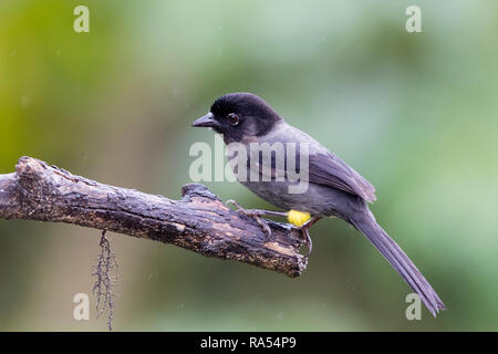 Yellow-thighed finch, Costa Rica Stock Photo