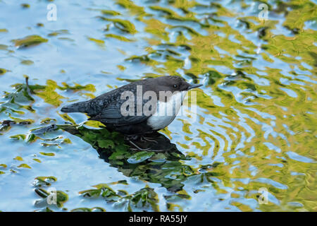 Black-bellied Dipper(Cinclus) on the Dilham Canal at Briggate, North Walsham, Norfolk, UK. Stock Photo