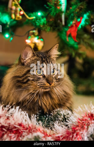 Funny Norwegian cat under Christmas tree on New Year. Cat plays with Christmas tree toys Stock Photo