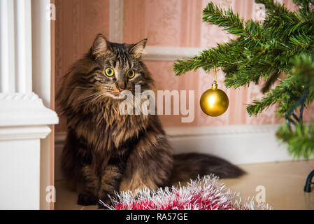Funny Norwegian cat under Christmas tree on New Year. Cat plays with Christmas tree toys Stock Photo
