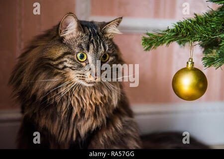 Funny Norwegian cat under Christmas tree on New Year. Cat plays with Christmas tree toys Stock Photo