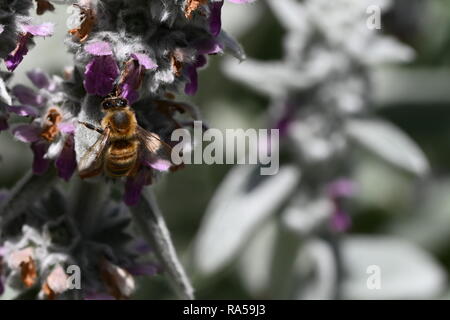 Macro Bee on White Clover (Trifolium repens) Stock Photo