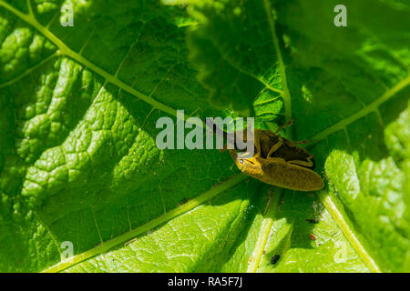 Lixus pulverulentus, Yellow Iberian Weevil Mating, Spain Stock Photo