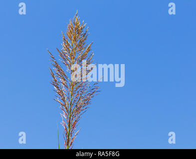 Arundo donax, a giant reed and an invasive species of plant often Stock ...