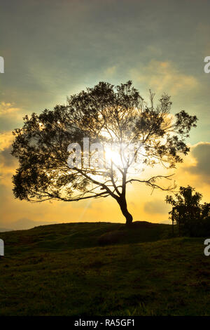 Sun Rays Through A Big Tree Stock Photo