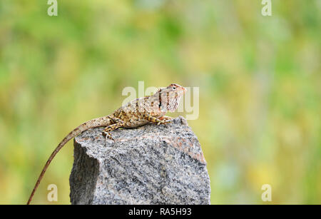 Collared lizard basking on rock Stock Photo