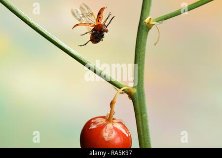 Spotted asparagus beetle (Crioceris duodecimpunctata) in flight on a Garden asparagus plant (Asparagus officinalis) with seed Stock Photo