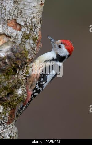 Middle spotted woodpecker (Leiopicus medius), foraging at Downy birch (Betula pubescens), biosphere area Swabian Alb Stock Photo