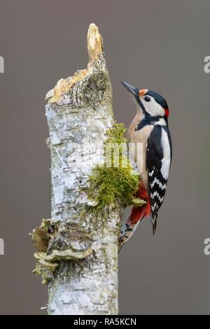 Great Spotted Woodpecker (Dendrocopos major), male, on Downy birch (Betula pubescens), with moss and tree fungi Stock Photo