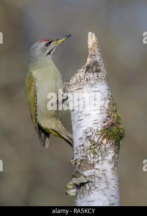 Grey-headed woodpecker (Picus canus), male, an Downy birch (Betula pubescens), with moss and tree fungi Stock Photo