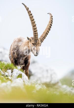 Alpine ibex (Capra ibex), in the mountains, Bavaria, Germany, Europe ...