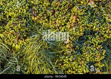 Various marine algae, spiral wrack (Fucus spiralis), channelled wrack (Pelvetia canaliculata), Département Côtes-d'Armor Stock Photo