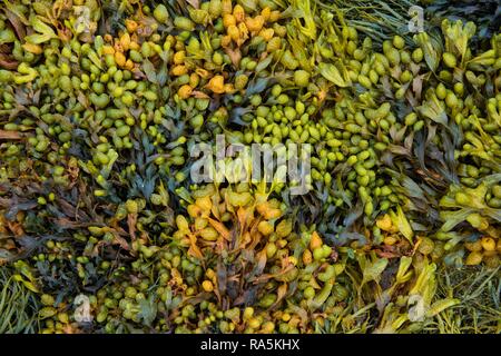 Various marine algae, spiral wrack (Fucus spiralis), channelled wrack (Pelvetia canaliculata), Département Côtes-d'Armor Stock Photo