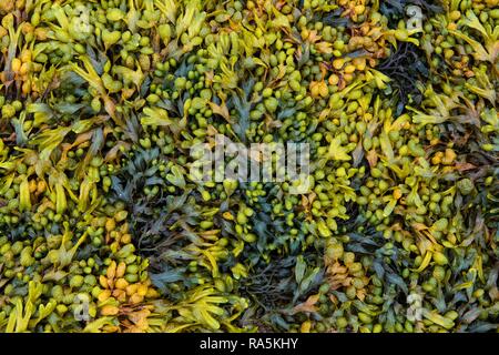 Various marine algae, spiral wrack (Fucus spiralis), channelled wrack (Pelvetia canaliculata), Département Côtes-d'Armor Stock Photo