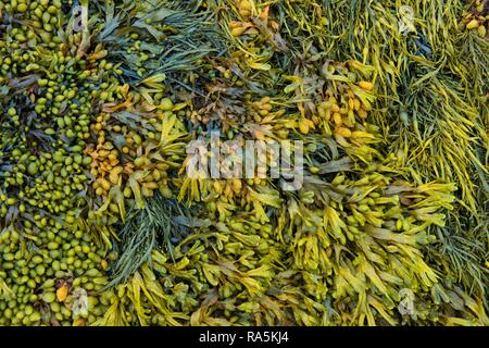 Various marine algae, spiral wrack (Fucus spiralis), channelled wrack (Pelvetia canaliculata), Département Côtes-d'Armor Stock Photo