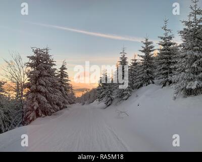 winter background of snow covered fir trees in the mountains in Czech Republic with blue sky Stock Photo