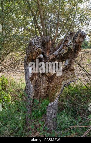 Rotten tree trunk of a White willow (Salix alba), Mecklenburg-Western Pomerania, Germany Stock Photo