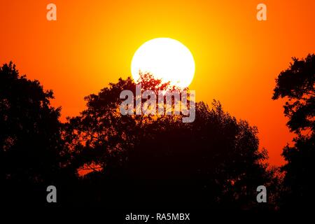 Sun behind trees, sunset, nature reserve Oberalsterniederung, Schleswig-Holstein, Germany Stock Photo