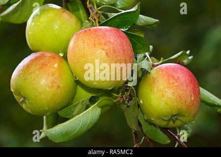 Apples on the apple tree, Apple variety Braeburn (Malus domestica Braeburn), Germany Stock Photo