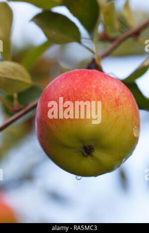 Apple on the apple tree, Apple variety Braeburn (Malus domestica Braeburn), Germany Stock Photo