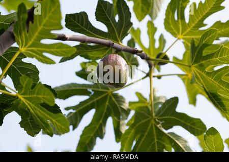 Common fig (Ficus carica), fruit on a branch with leaves, Baden Württemberg, Germany Stock Photo