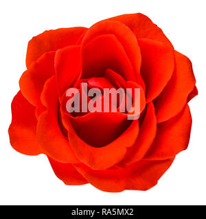 Single Rose Isolated on White Background Stock Photo - Alamy