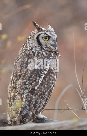 Spotted eagle-owl (Bubo africanus) Stock Photo