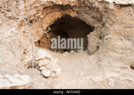 Spotted eagle owl (Bubo africanus) nest with eggs Stock Photo