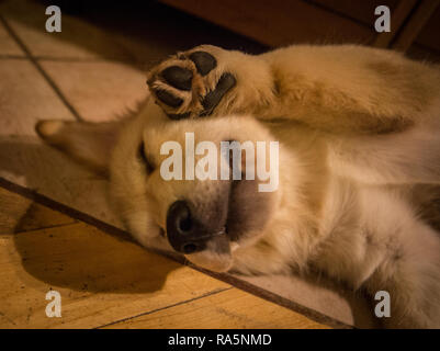 Retrievers Stock Photo