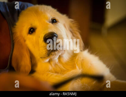 Retrievers Stock Photo