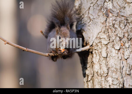 The squirrel, who ate hazelnut, stood on a thin branch Stock Photo